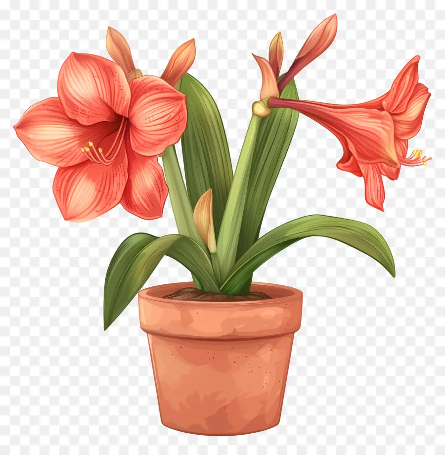Topf Amaryllis Blume Amaryllis Blume Topf Pflanze rote Amaryllis Blüte - Rote Amaryllis Blume im Topf Topf