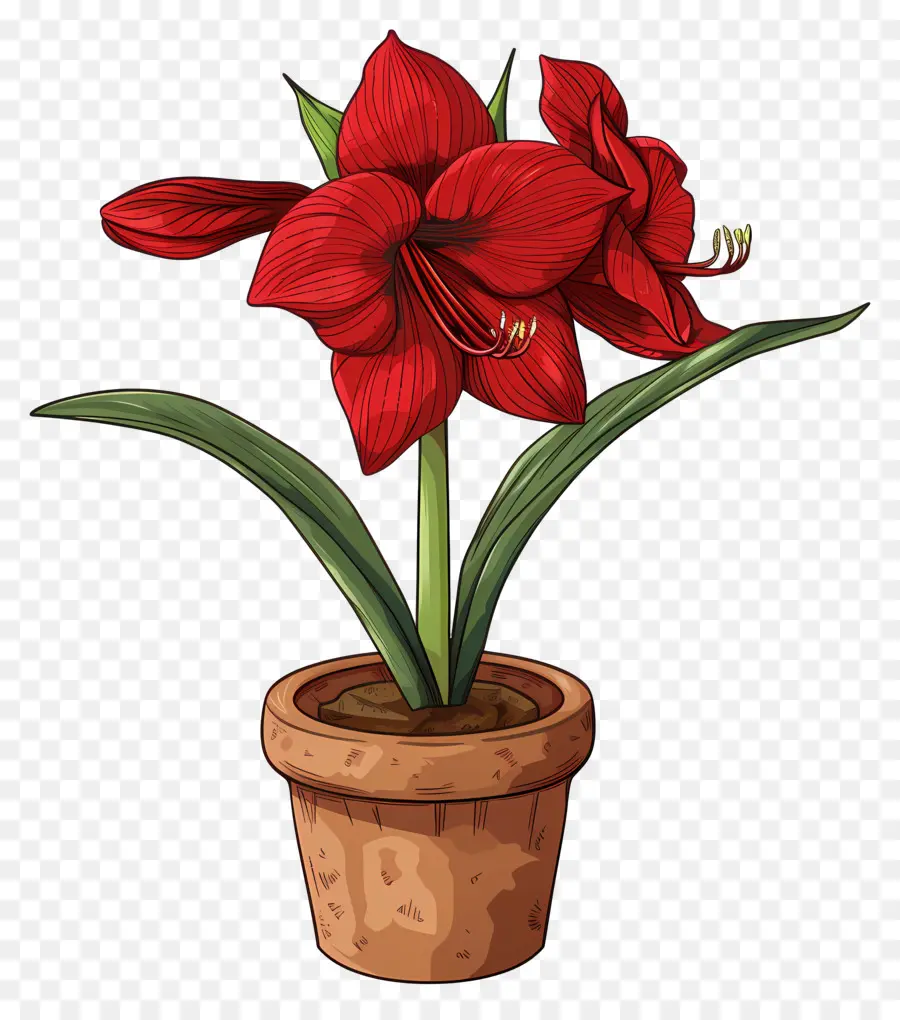 fiore rosso - Primo piano di fiore rosso in pentola