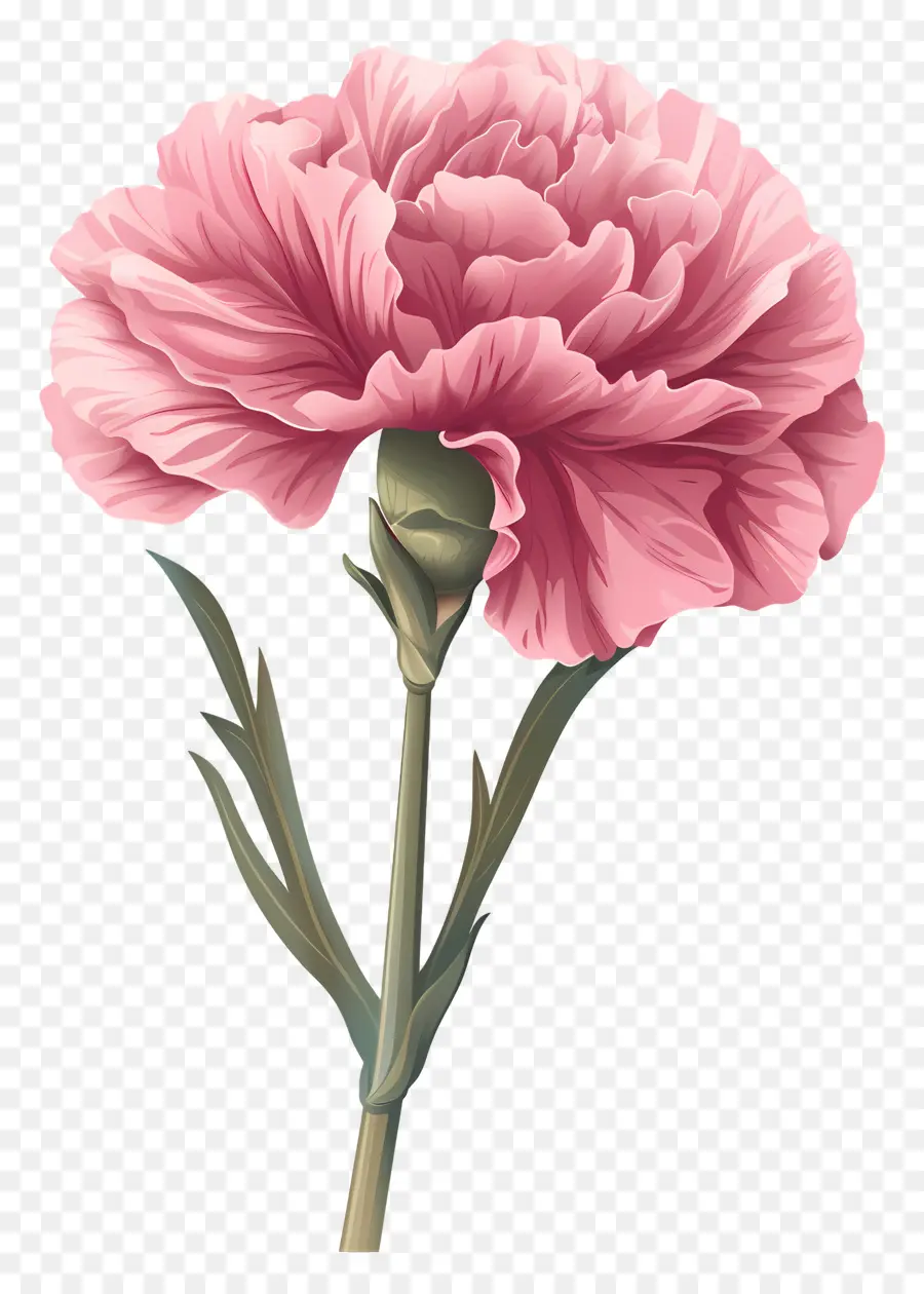 garofano di fiori fiorite di fiori di garofano rosa rosa - Fiore di garofano rosa con petali arruffati, gambo robusto