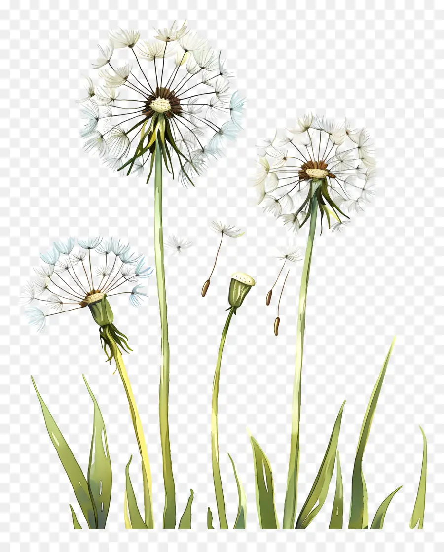 Dandelion Dandelions Field Hoa trắng lá gai lá - Nhóm bồ công anh trắng cao trên trường