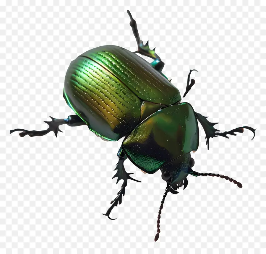 Flügel - Grüner Käfer mit glänzenden Flügeln auf schwarzem Hintergrund