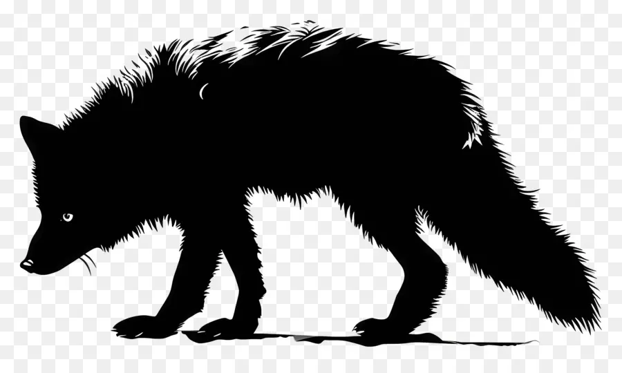 Sơ sói đen của con cáo Bắc Cực đứng đuôi chân sau - Sói đen với đuôi lắc lư, nhìn chằm chằm phía trước