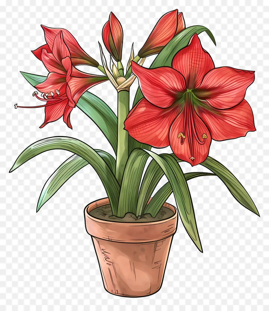 pianta di fiore amaryllis in vaso a bassa manutenzione giardinaggio esterno - Pianta rossa di amel in pentola marrone