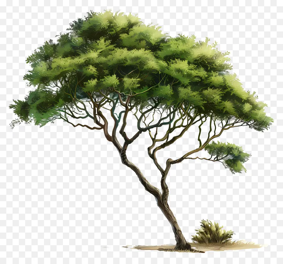 Akazie - Einsame Wüstenbaum stehen groß und stolz
