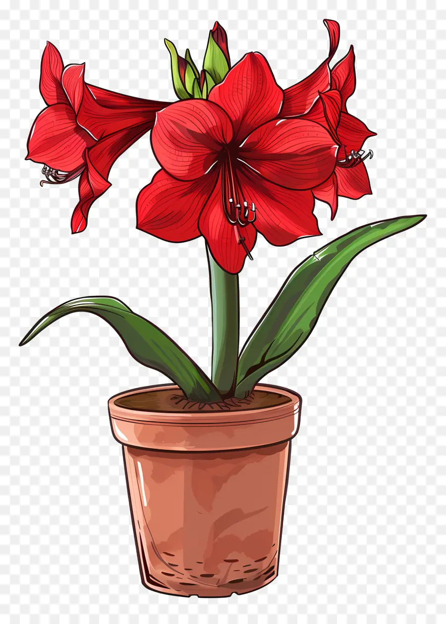 Blumentopf - Rote Amaranth -Pflanze im Tontopf