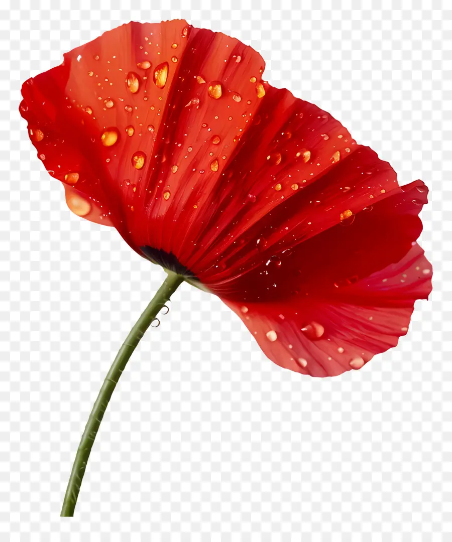 giọt nước - Poppy màu đỏ rực rỡ với những giọt nước