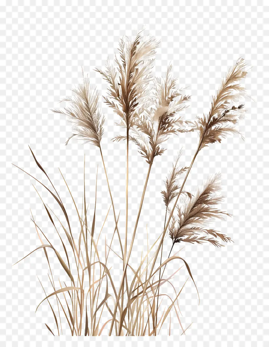 Miscanthus sinensis Reeds foglie erba foglie - Canne di canne mo lunatiche in bianco e nero