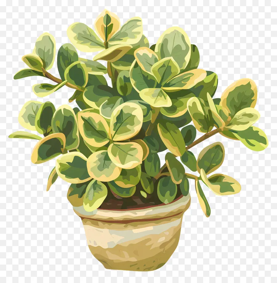 variegated jade plant potted plant green leaves brown soil realistic