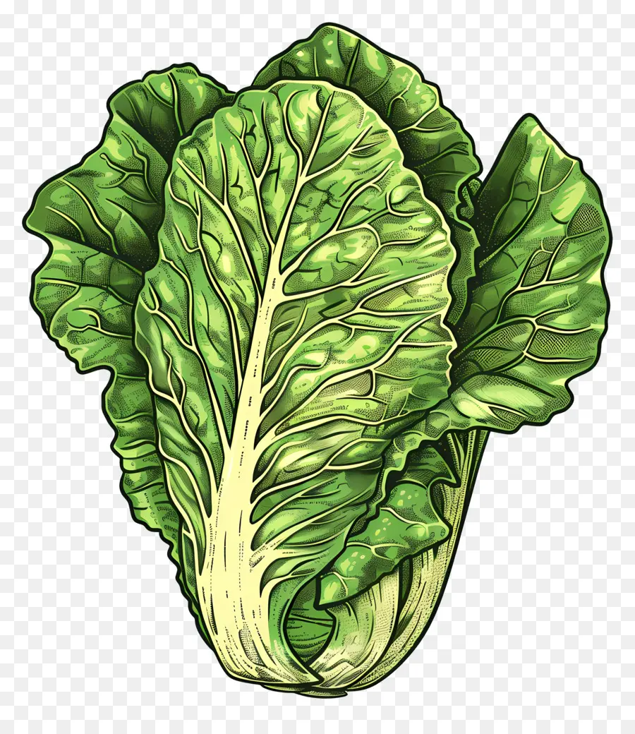 insalata - Lattuga fresca, verde e frondosa nello spazio