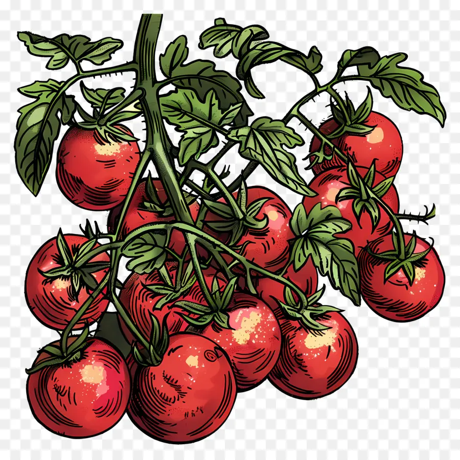 Rebe Tomaten Tomaten reife Ast rot - Reife rote und rosa Tomaten im Zweig