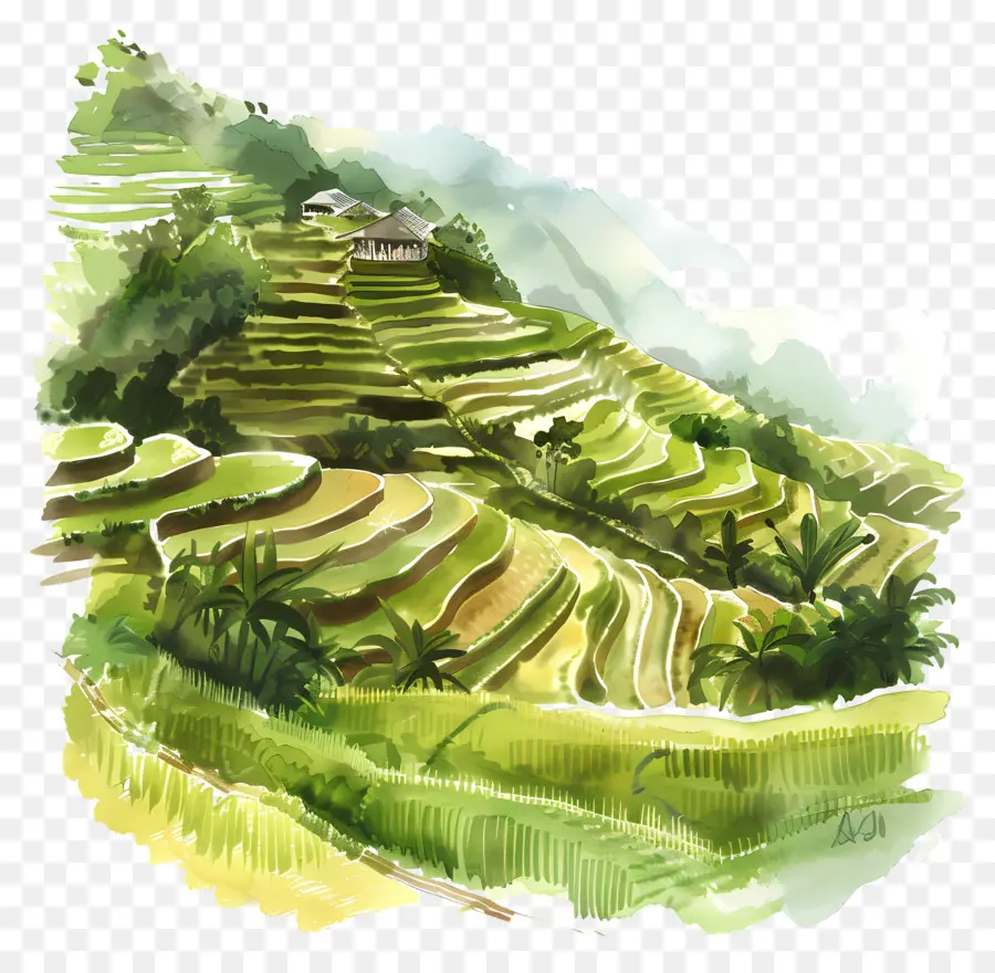 rice terraces watercolor illustration rice terrace landscape people
