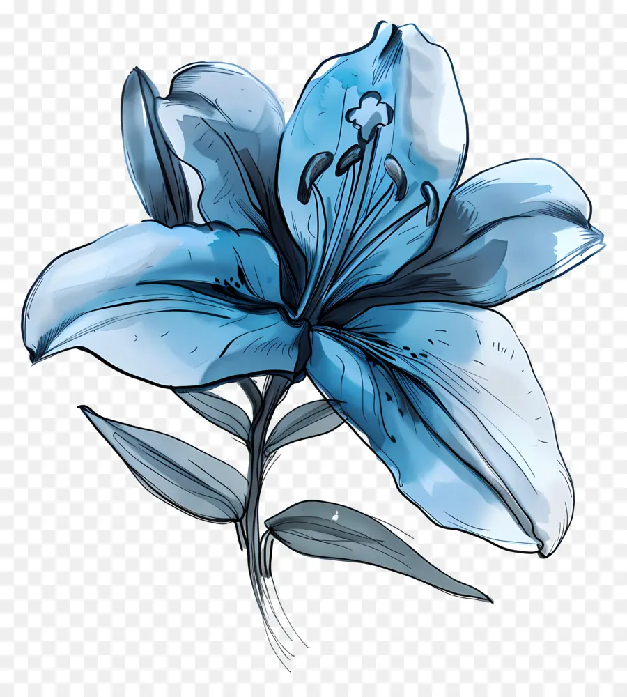 Blume Zeichnung - Blaue Lilienblume auf schwarzem Hintergrund