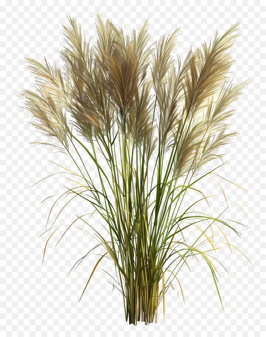 Miscanthus sinensis hohes Grasgras graswinkendes Gras dickes Gras - Realistisches Bild von hohem grünem Grasschwankung
