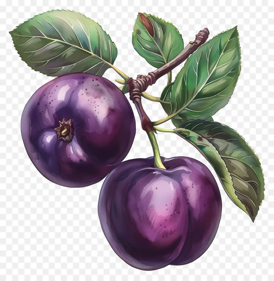 plum plums fruit ripe branch