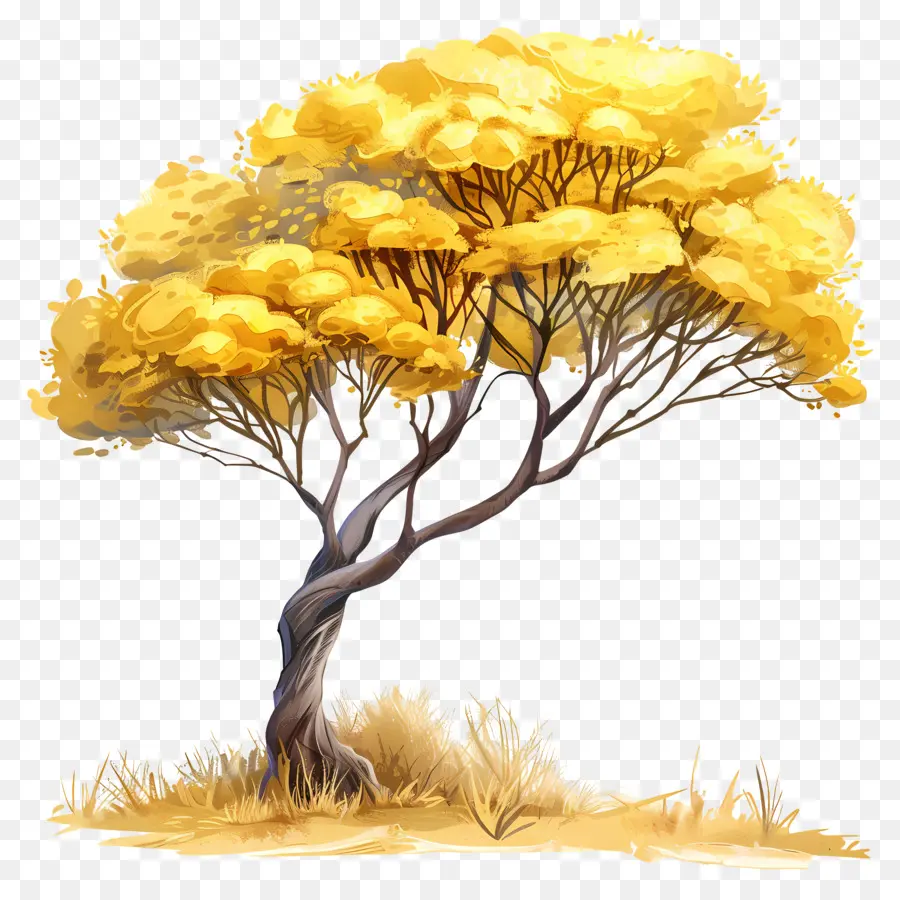 albero di acacia - Grande albero autunnale in campo con erba