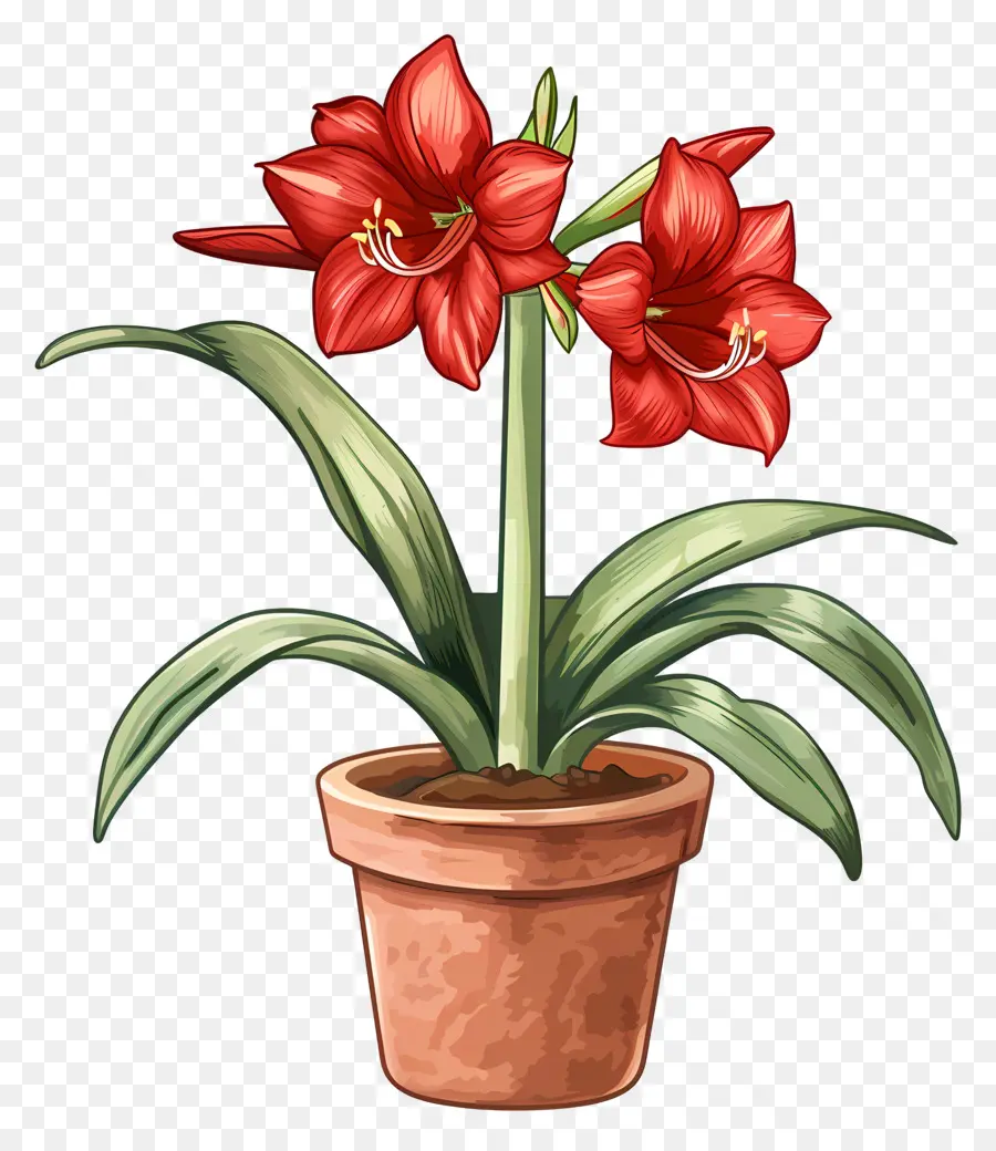 Topf Amaryllis Blume Amaryllis Blume rot - Rote Amaryllis Blume im Ton Topf