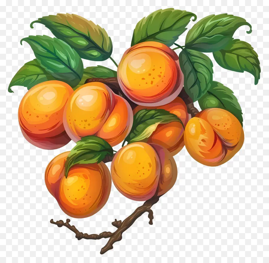 Apricots Peaches chín chi nhánh ngon ngọt - Peaches chín nước trái cây nhỏ giọt trên cành