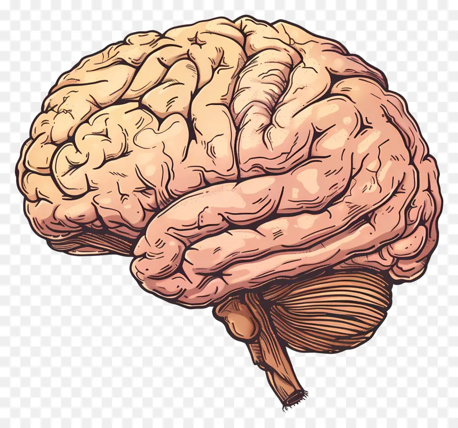 Hirn menschliches Gehirn fungiert den Frontallappen Parietallappen - Detailliertes Bild menschlicher Gehirnlappen