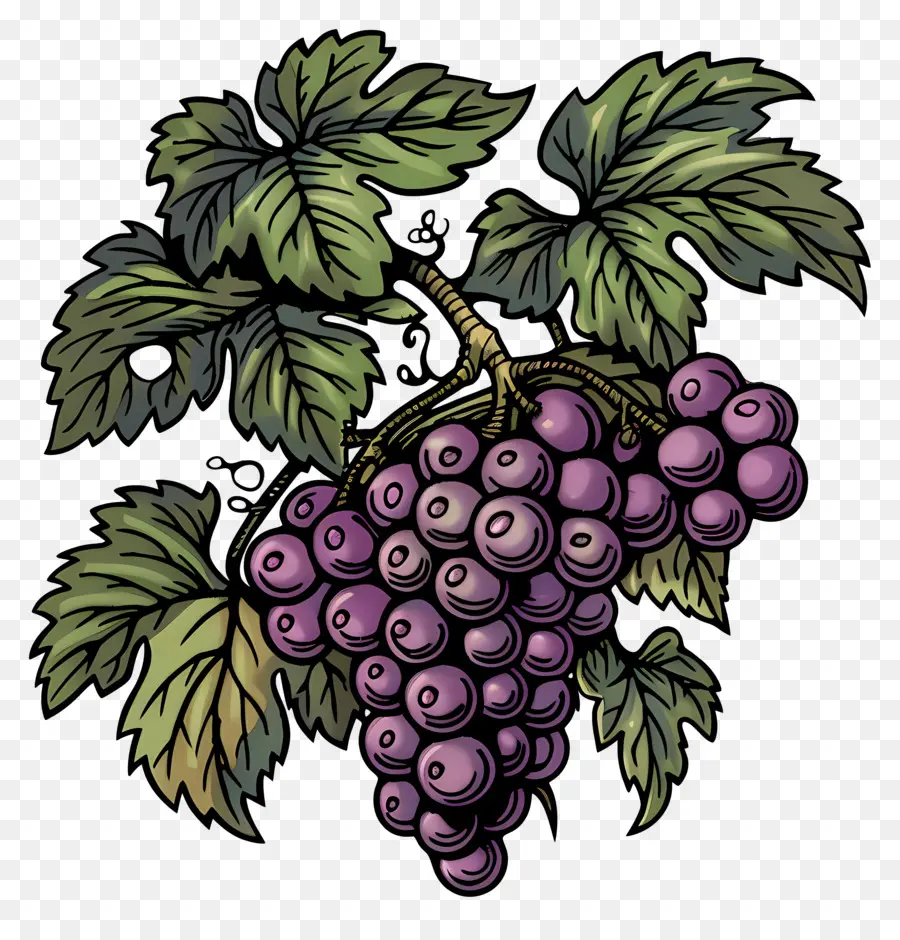 Trauben lila Trauben Fruit Illustration Grün Schattierung Weinberg - Illustration von Cluster von lila Trauben