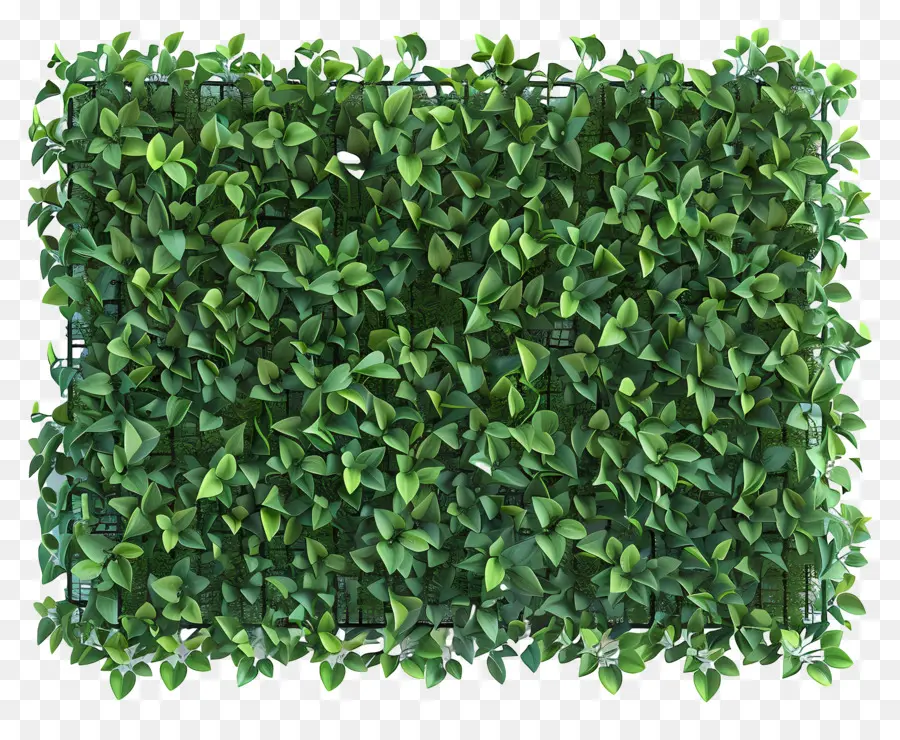 Grüne Wand - Üppige grüne Laubwand mit lebendigen Blättern