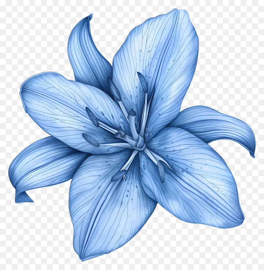 Blaue Lilie Blume Blumenmalerei Maltöne aus blau schwarzer Hintergrund - Realistische blaue Lilienmalerei mit zarten Details