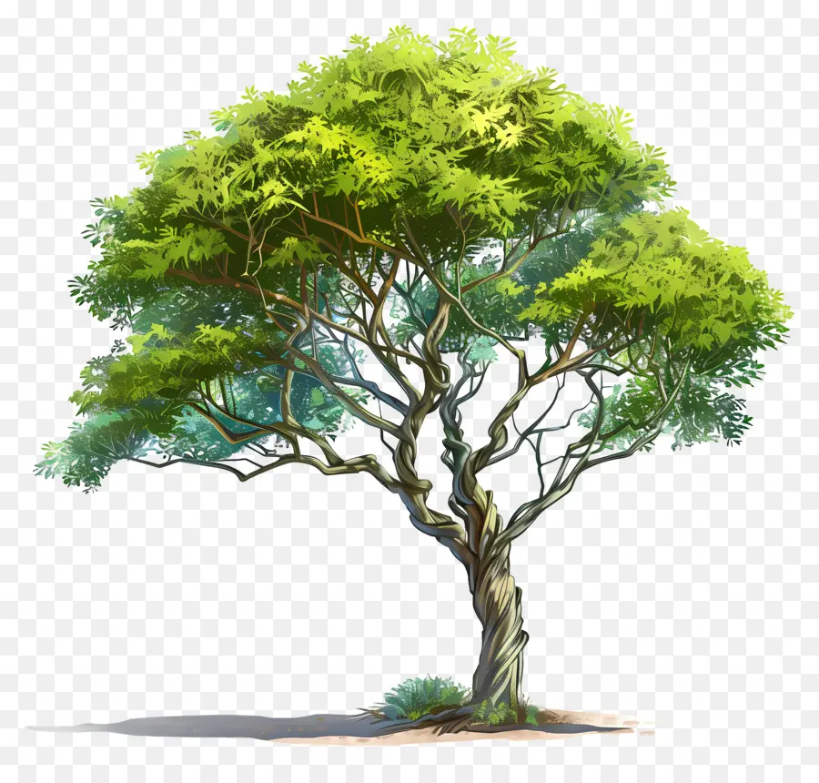 Akazie - Großer grüner Baum mit breiter Kofferraum und Zweigen