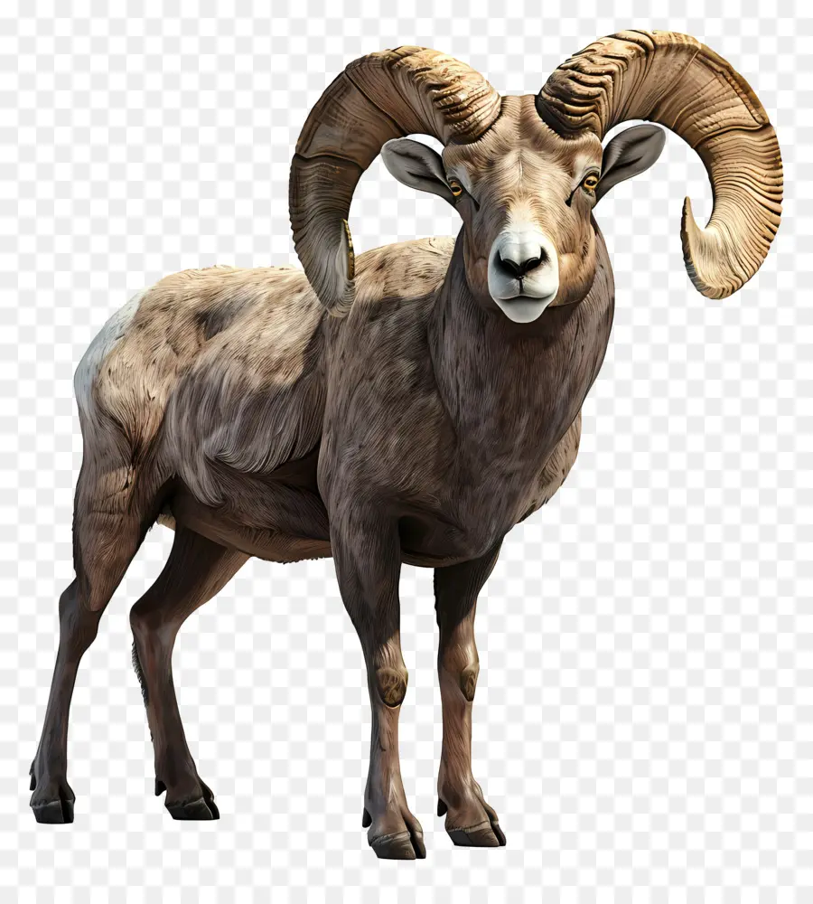 Capelli arricciati di pecore di pecore bighorn - Pecora maschile realistica sul ritratto delle gambe posteriori