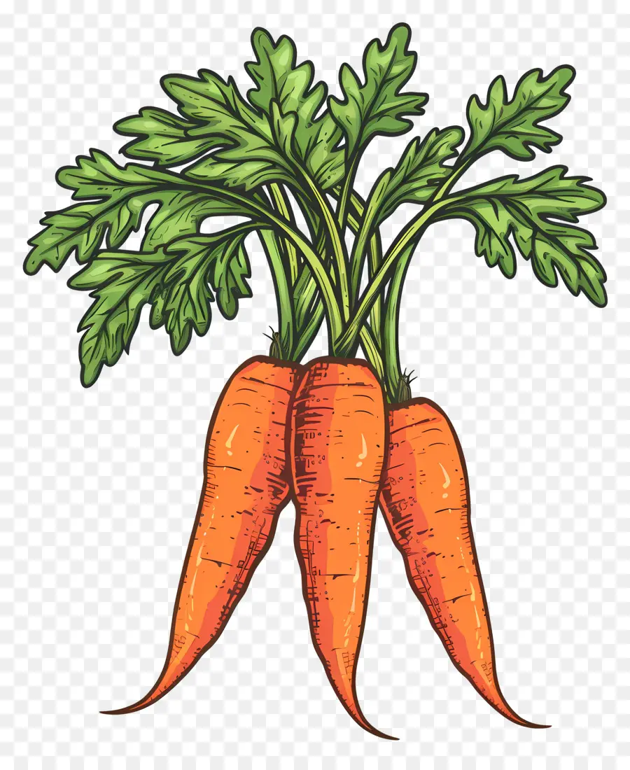grünes Blatt - Drei orangefarbene Karotten mit grünem Blatt