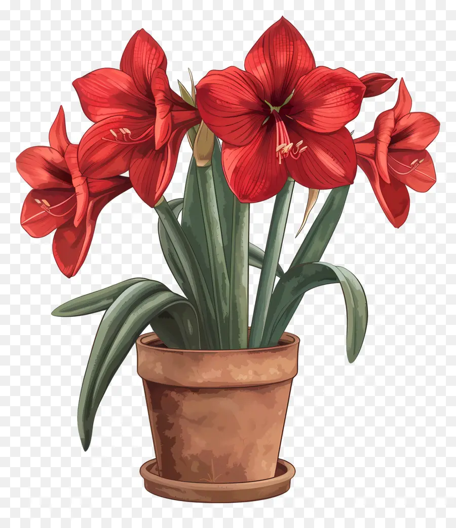 rote Blume - Lebendiger roter Amaryllis im braunen Topf