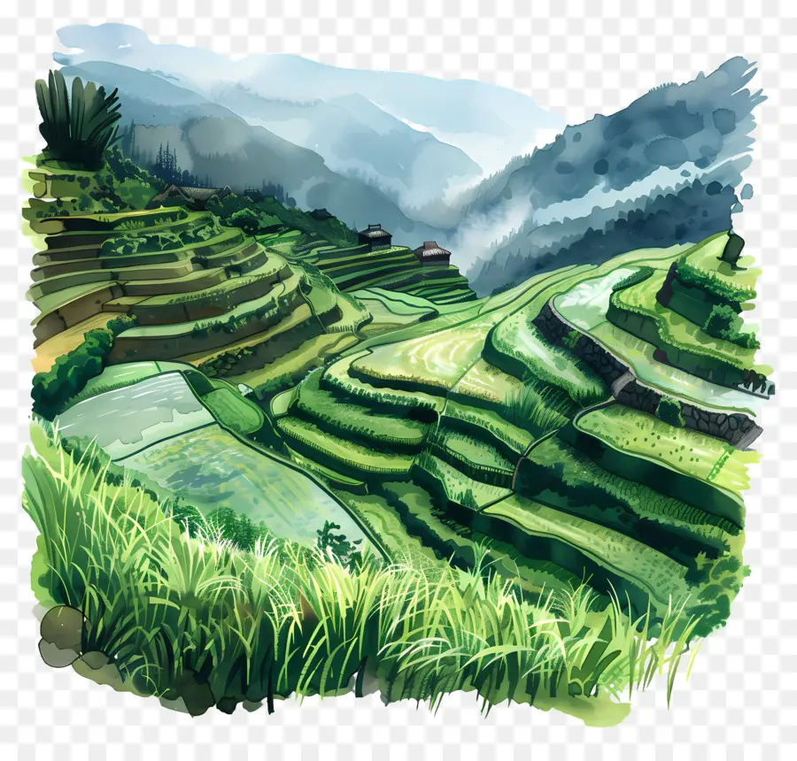Terratte di riso Terrazza di riso montagne Mountains Alberi - Terrazza di riso in campagna con montagne