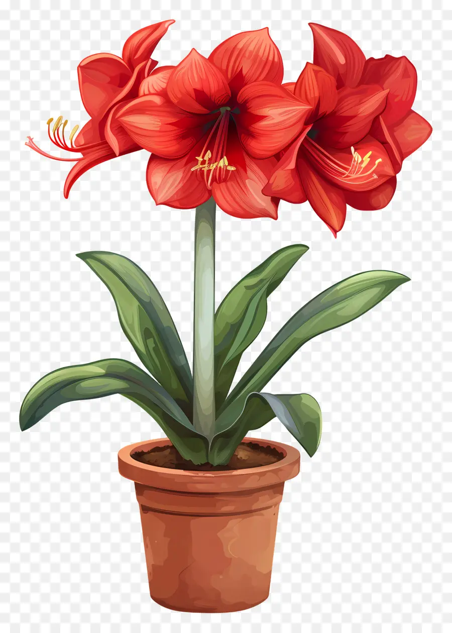 chậu hoa amaryllis hoa amaryllis hoa đất sét lá màu xanh lá cây - Hoa Amaryllis màu đỏ trong nồi đất sét